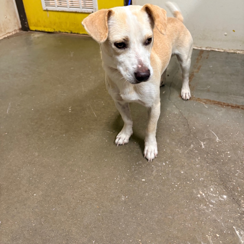Shelter Stray Male Dog last seen , 2207 Finfeather Rd, Bryan, TX 77801, USA