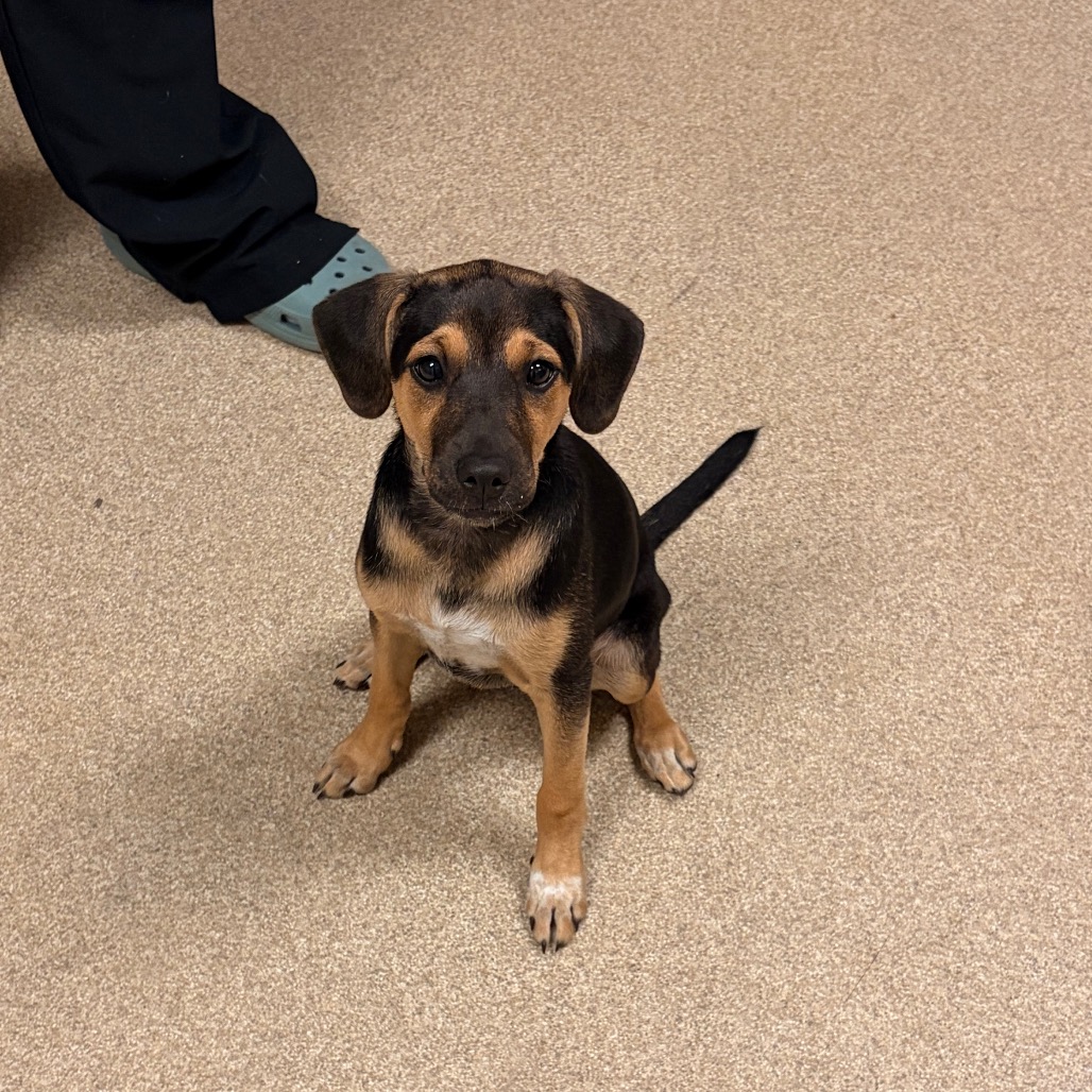 Shelter Stray Female Dog last seen , 54687 Co Rd 19, Bristol, IN 46507, USA