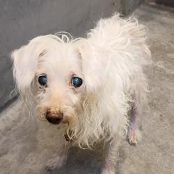 Shelter Stray Male Dog last seen , 361 S Raymond Ave, Pasadena, CA 91105, USA