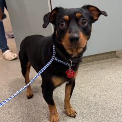 Shelter Stray Male Dog last seen , 8464 Beach Blvd, Jacksonville, FL 32216, USA