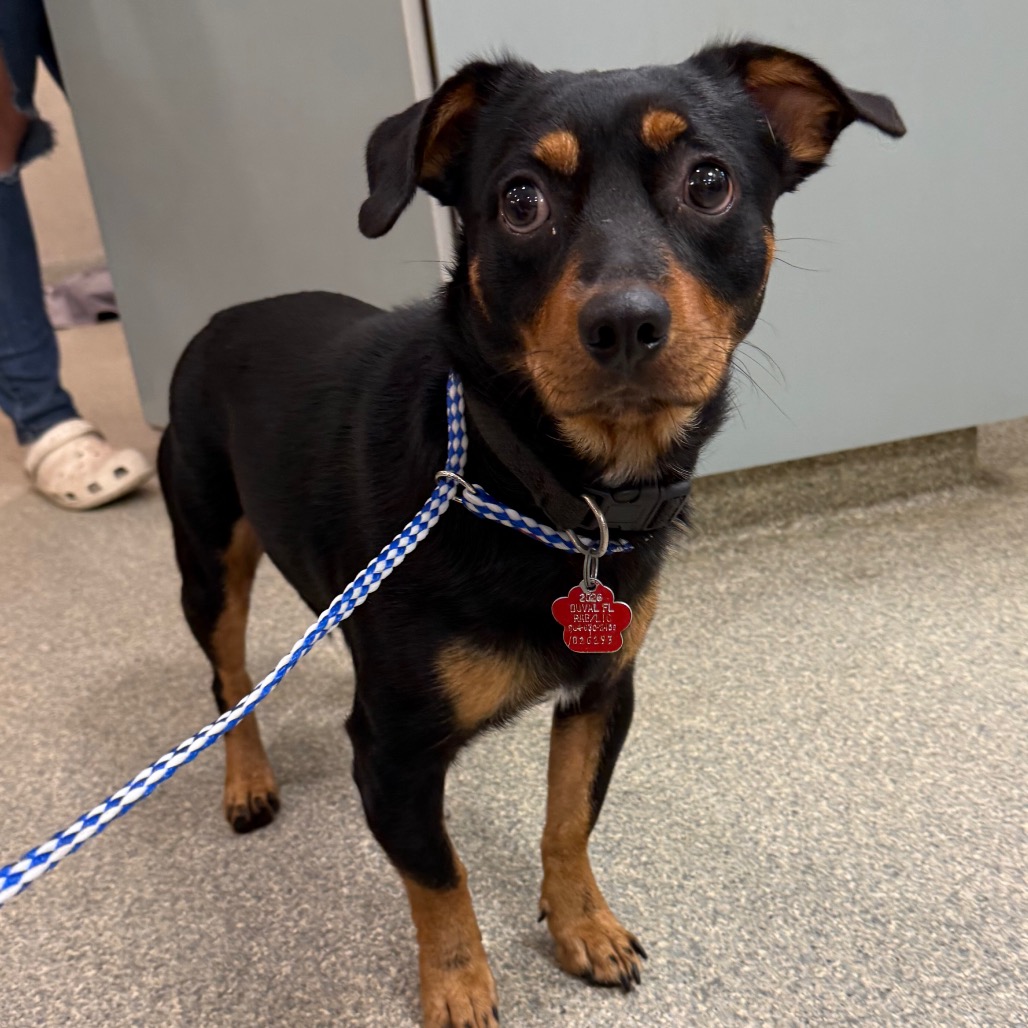 Shelter Stray Male Dog last seen , 8464 Beach Blvd, Jacksonville, FL 32216, USA