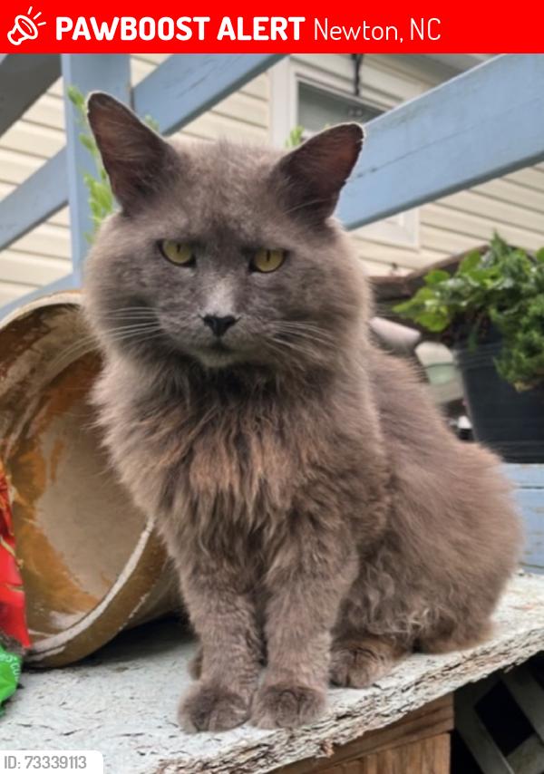 Lost Male Cat last seen Catawba Valley Humane Society -Newton, Newton, NC 28658