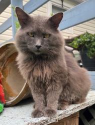 Lost Male Cat last seen Catawba Valley Humane Society -Newton, Newton, NC 28658