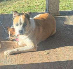 Reunited Female Dog last seen Bear hollow rd elizabethton tn, Carter County, TN 37643