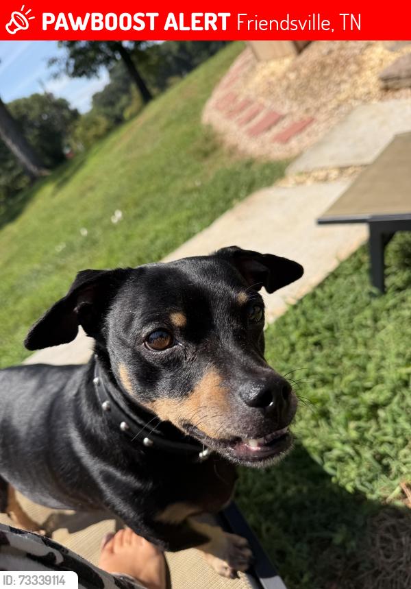 Lost Male Dog last seen Old grey ridge road, Friendsville, TN 37737