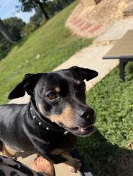 Lost Male Dog last seen Old grey ridge road, Friendsville, TN 37737