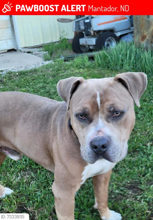 Lost Male Dog last seen Elevator near mantador nd, Mantador, ND 58058