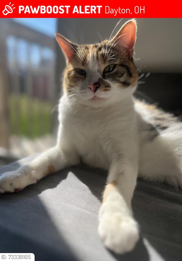 Lost Female Cat last seen Hadley ave & oak park, Dayton, OH 45419