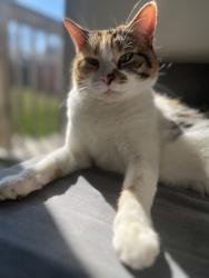 Lost Female Cat last seen Hadley ave & oak park, Dayton, OH 45419