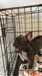 Found/Stray Male Dog last seen FM 1093, Westheimer Lakes, TX 77406