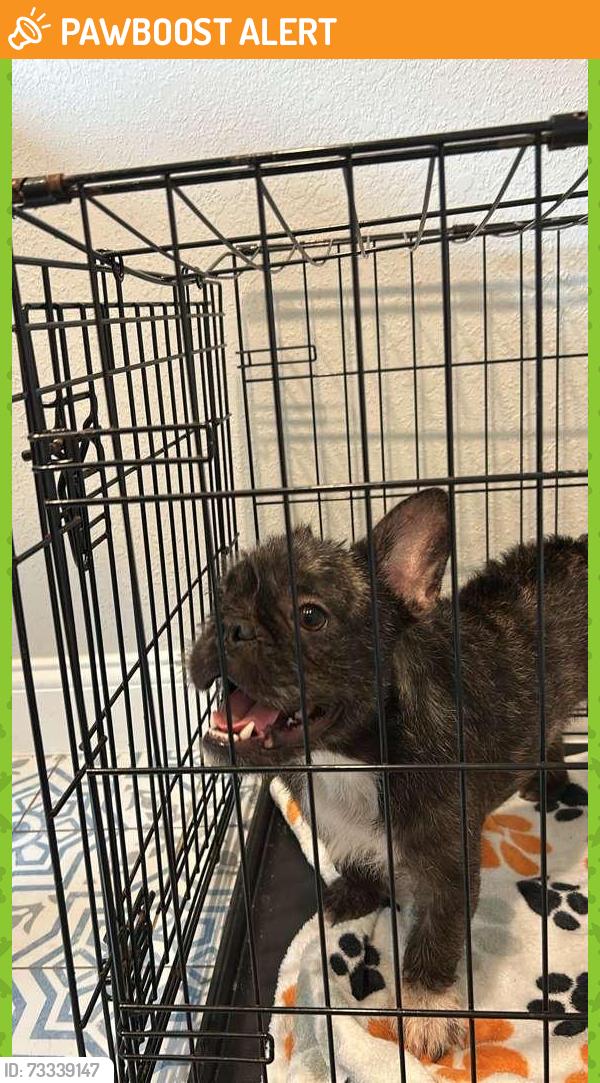 Found/Stray Male Dog last seen FM 1093, Westheimer Lakes, TX 77406