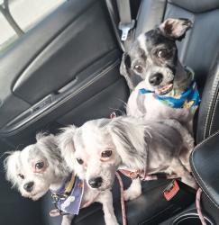 Reunited Male Dog last seen South warren st, Syracuse, NY 13204