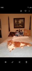 Lost Male Cat last seen Wade Green rd Parkwood Subdivision.. Pittner Elementary School, Acworth, GA 30102