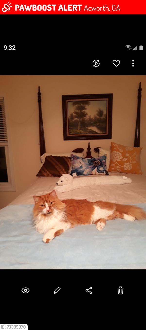 Lost Male Cat last seen Wade Green rd Parkwood Subdivision.. Pittner Elementary School, Acworth, GA 30102