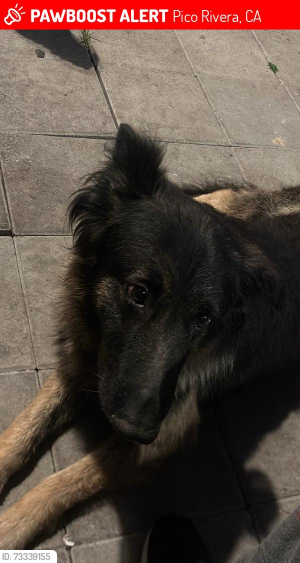Lost Male Dog last seen Gerhart and beverly, Pico Rivera, CA 90660