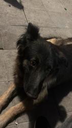 Lost Male Dog last seen Gerhart and beverly, Pico Rivera, CA 90660