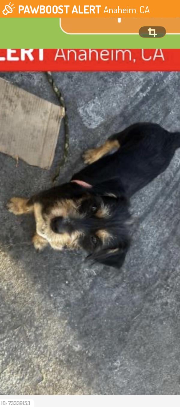 Found/Stray Male Dog last seen In front of panda express on Euclid, Anaheim, CA 92802