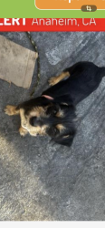 Found/Stray Male Dog last seen In front of panda express on Euclid, Anaheim, CA 92802