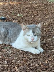 Found/Stray Unknown Cat last seen Magnolia & Renette, El Cajon, CA 92020