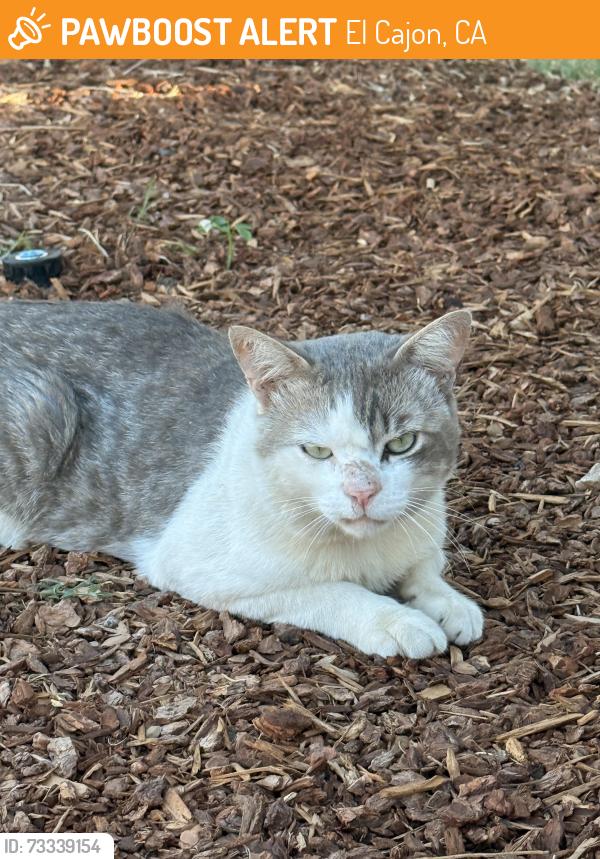 Found/Stray Unknown Cat last seen Magnolia & Renette, El Cajon, CA 92020