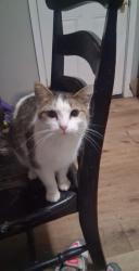 Lost Female Cat last seen Near North West ave Springfield MO, Springfield, MO 65802