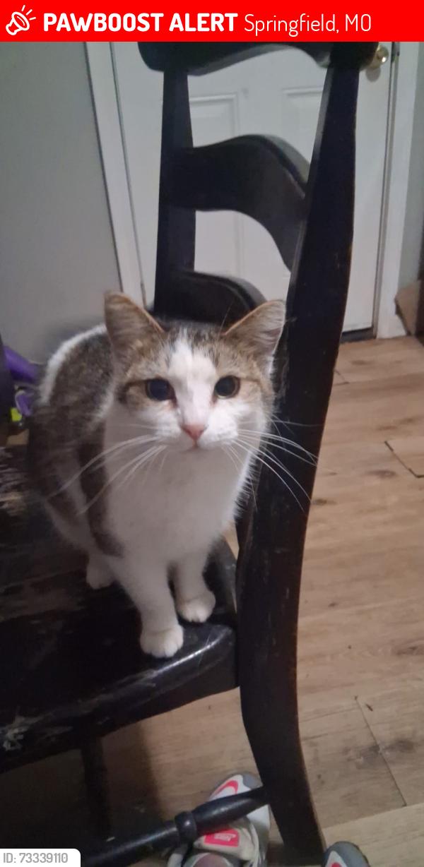 Lost Female Cat last seen Near North West ave Springfield MO, Springfield, MO 65802