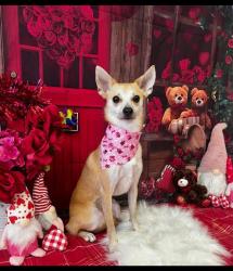 Lost Female Dog last seen 9th & U st, Merced, CA 95341
