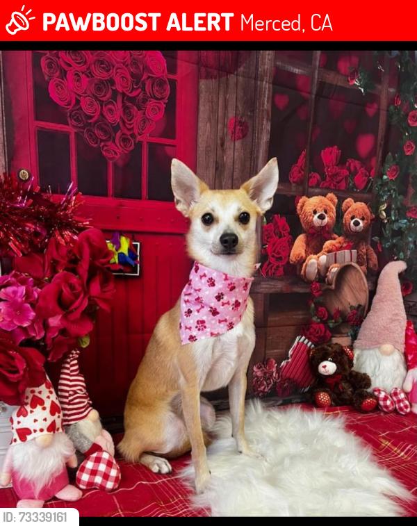 Lost Female Dog last seen 9th & U st, Merced, CA 95341