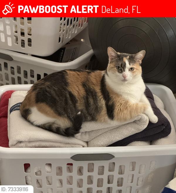 Lost Female Cat last seen Crystal Cove phase II, DeLand, FL 32720