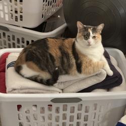 Lost Female Cat last seen Crystal Cove phase II, DeLand, FL 32720