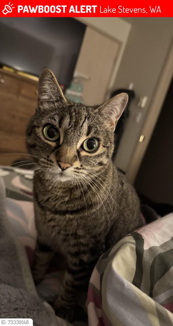 Lost Female Cat last seen N Davies & 96th Ave NE, Lake Stevens, WA 98258