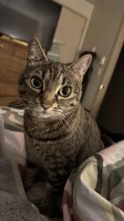 Lost Female Cat last seen N Davies & 96th Ave NE, Lake Stevens, WA 98258