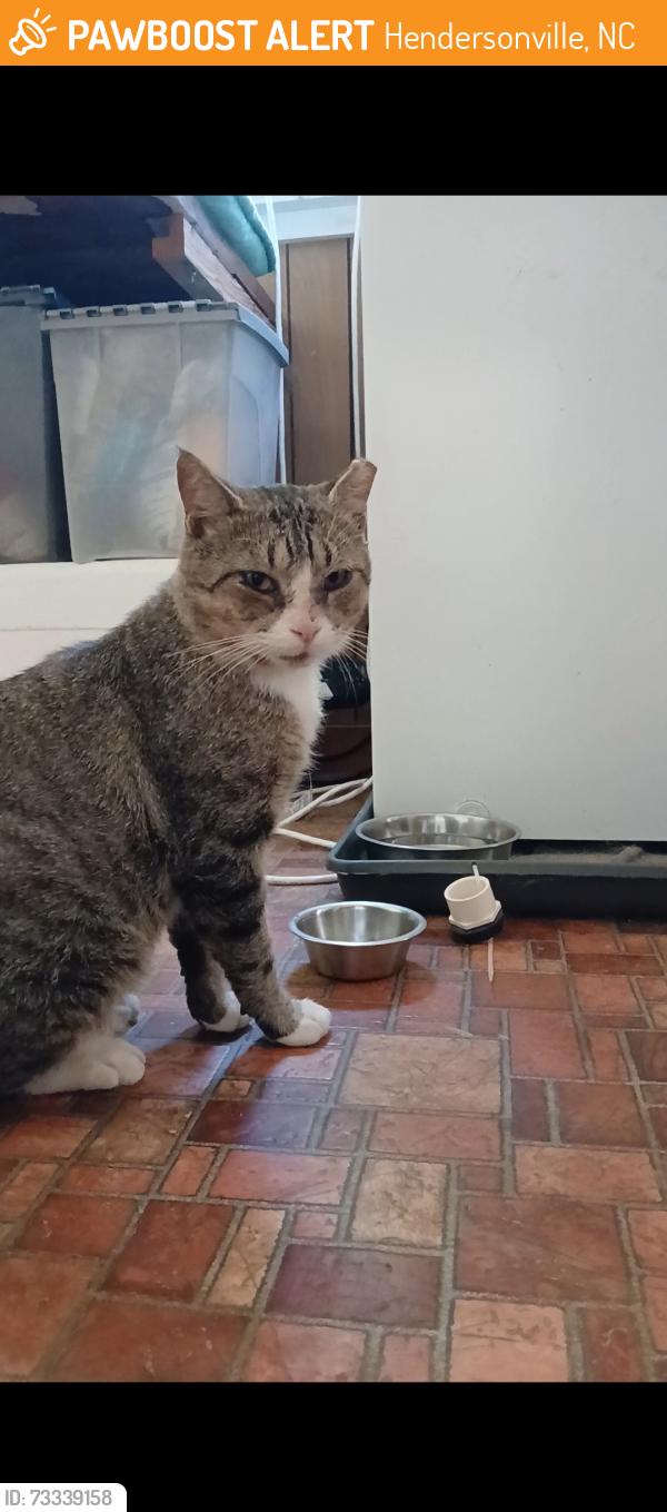 Found/Stray Male Cat last seen Patton Park, Hendersonville, NC, Hendersonville, NC 28792