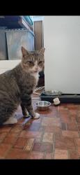 Found/Stray Male Cat last seen Patton Park, Hendersonville, NC, Hendersonville, NC 28792