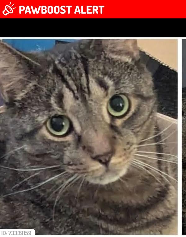 Lost Male Cat last seen Near Roman avenue Nuneaton, Warwickshire, England 