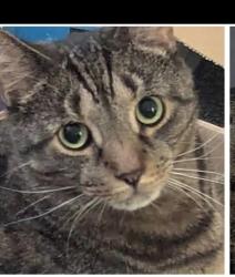 Lost Male Cat last seen Near Roman avenue Nuneaton, Warwickshire, England 