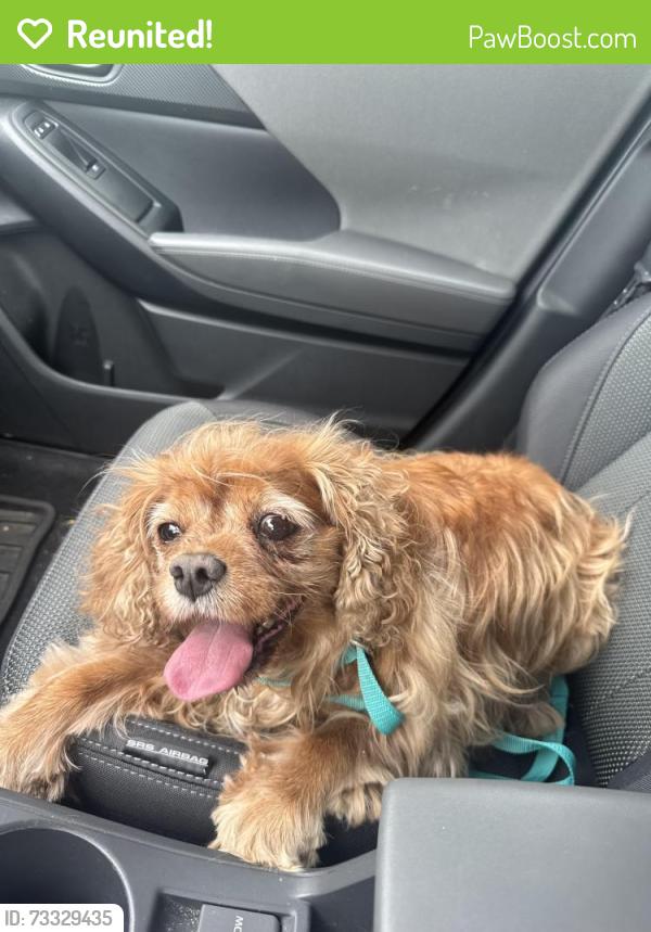 Reunited Female Dog last seen Siegen Lane/Perkins Rd. (The Shire Neighborhood), Baton Rouge, LA 70810