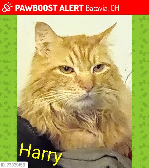 Lost Male Cat last seen Bauer Road, Batavia, OH 45103