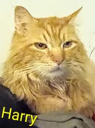Lost Male Cat last seen Bauer Road, Batavia, OH 45103