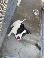 Shelter Stray Male Dog last seen Out of Town, 211 Kind Hearts Wy, Burnsville, NC 28714, USA