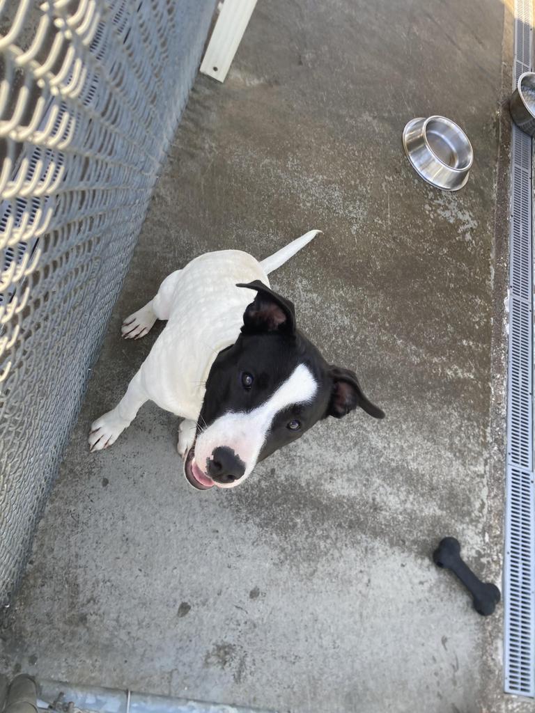 Shelter Stray Male Dog last seen Out of Town, 211 Kind Hearts Wy, Burnsville, NC 28714, USA