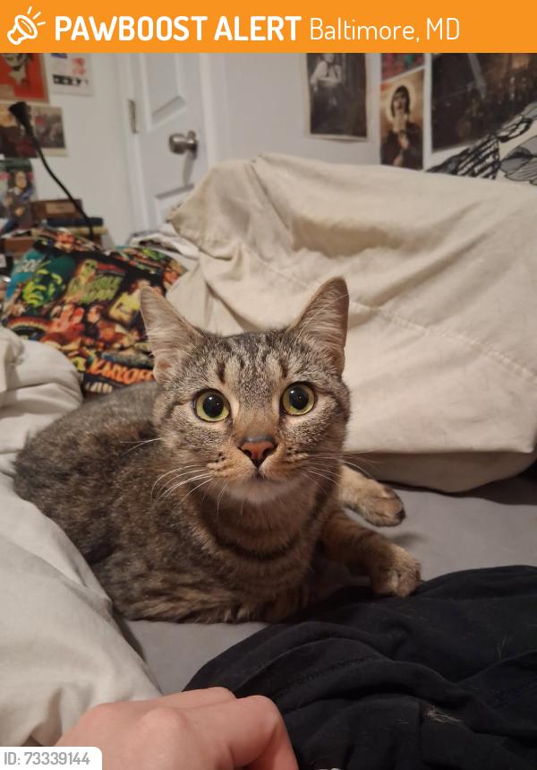 Found/Stray Female Cat last seen E. Baltimore Street and S. East Ave, Baltimore, MD 21224