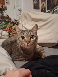 Found/Stray Female Cat last seen E. Baltimore Street and S. East Ave, Baltimore, MD 21224