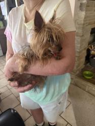 Reunited Male Dog last seen White wing dr and 6th st, Krum, TX 76249