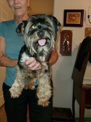 Reunited Male Dog last seen Lafayette and Ryder ave, Clarksville, TN 37042