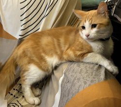 Lost Male Cat last seen White pick up truck, Sunrise, FL 33351