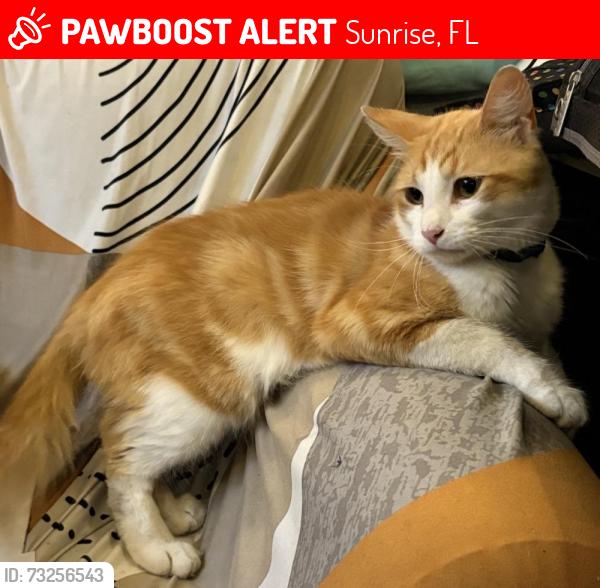 Lost Male Cat last seen White pick up truck, Sunrise, FL 33351