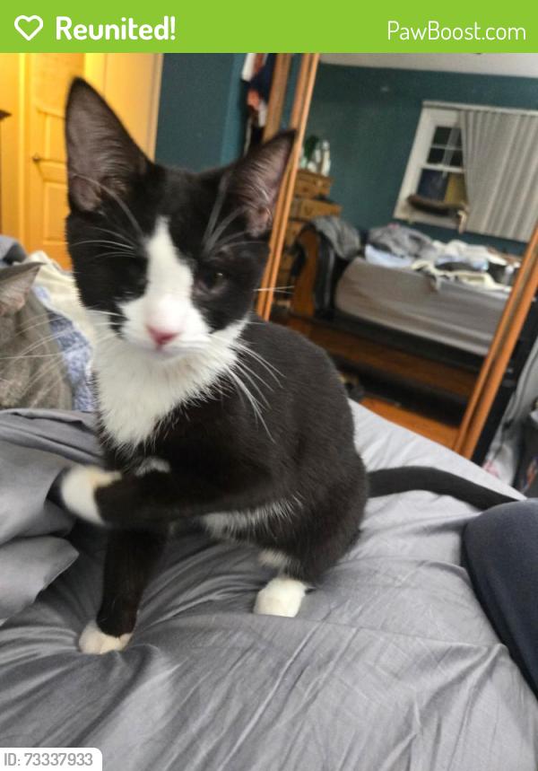 Reunited Female Cat last seen Hillview/Medaow, Naperville, IL 60564