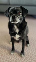 Lost Male Dog last seen 16th and Geneva St., Aurora, CO 80010