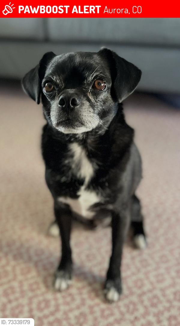 Lost Male Dog last seen 16th and Geneva St., Aurora, CO 80010
